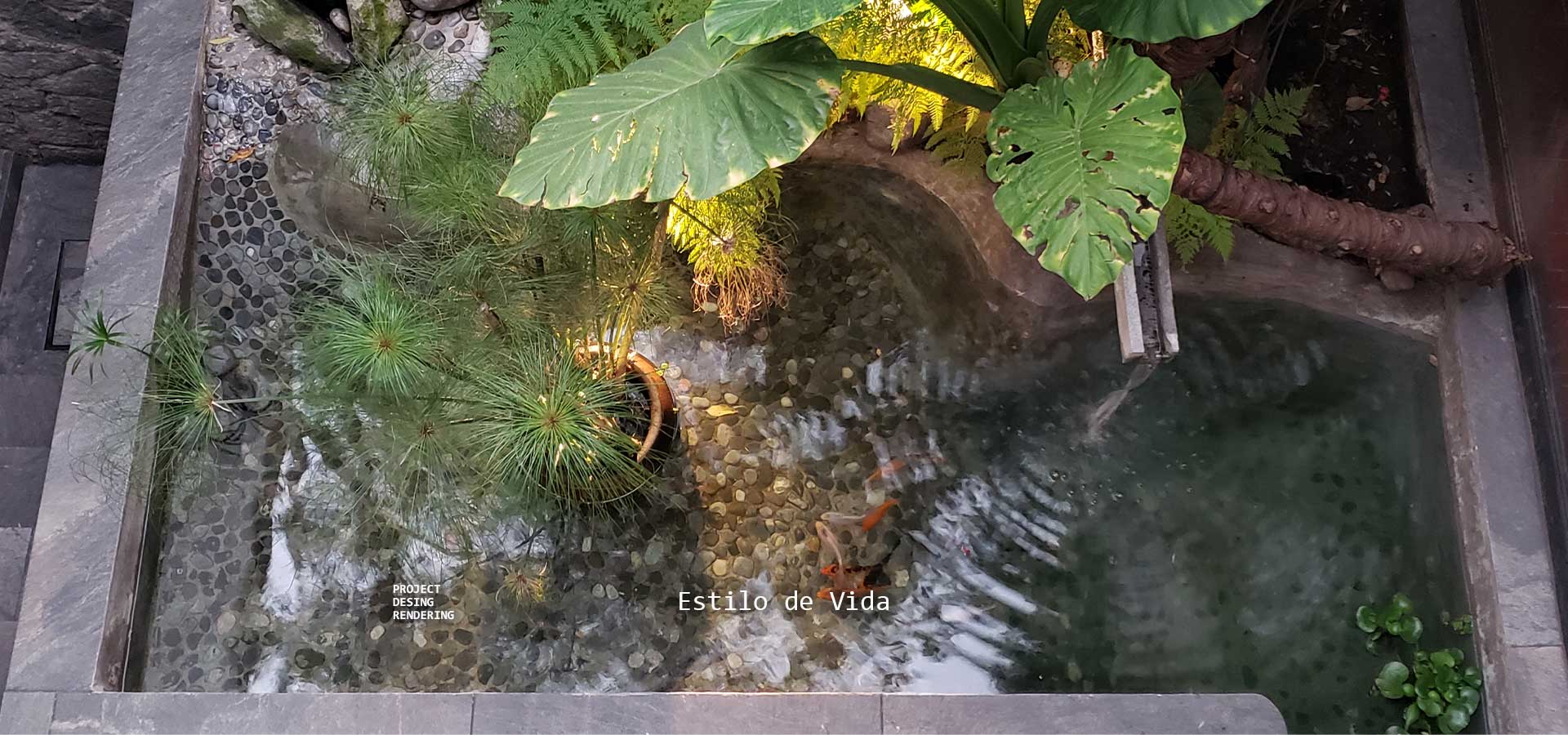 Diseño y construcción de estanque de peces koi en Álvaro Obregón