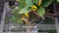 Estanque para peces koi y paisajismo